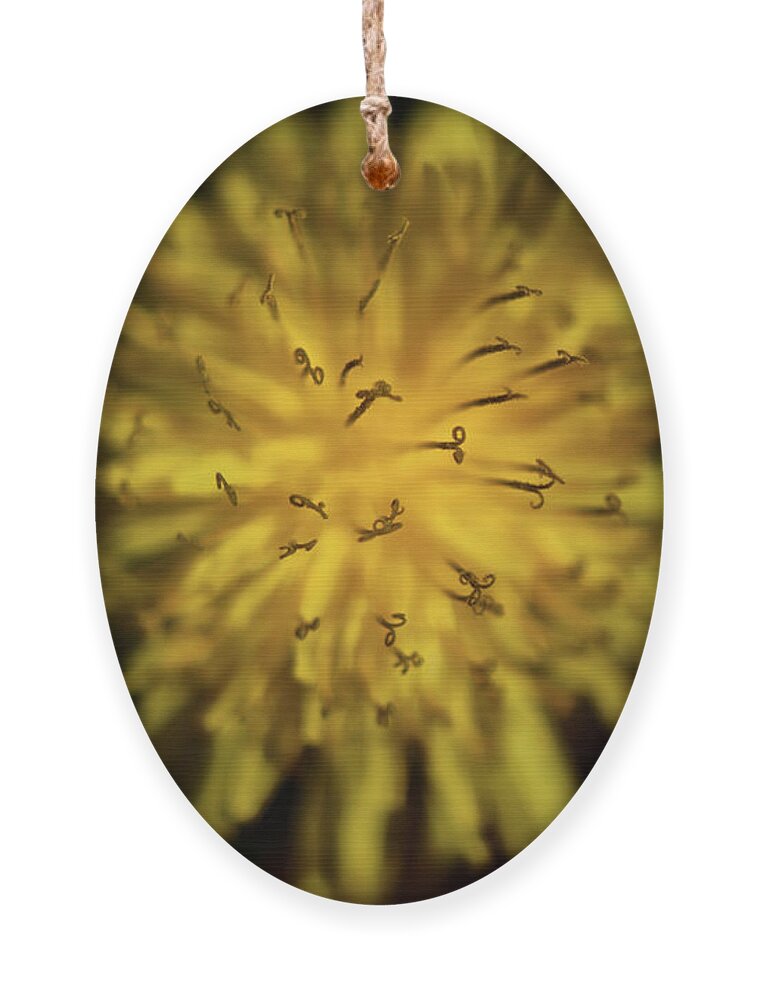 Dandelion Ornament featuring the photograph Just Dandy by Lois Bryan