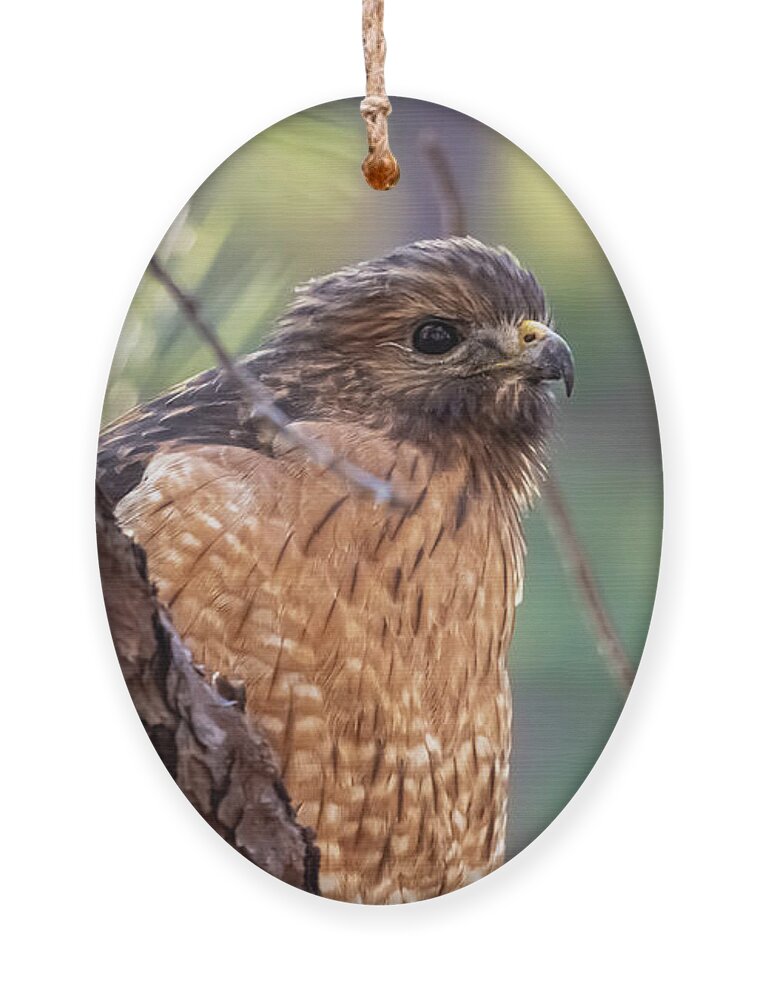 Bird Ornament featuring the photograph Just Looking Around by Rick Nelson