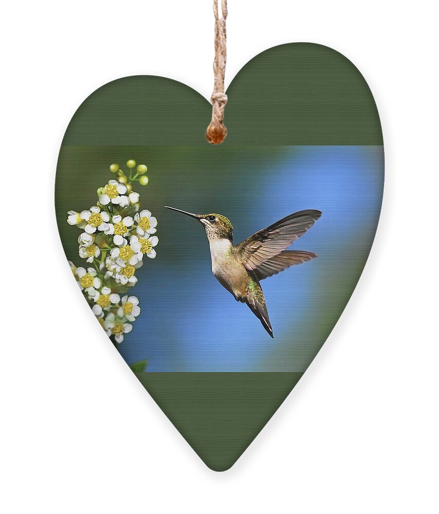 Hummingbird Ornament featuring the photograph Just Looking by Christina Rollo