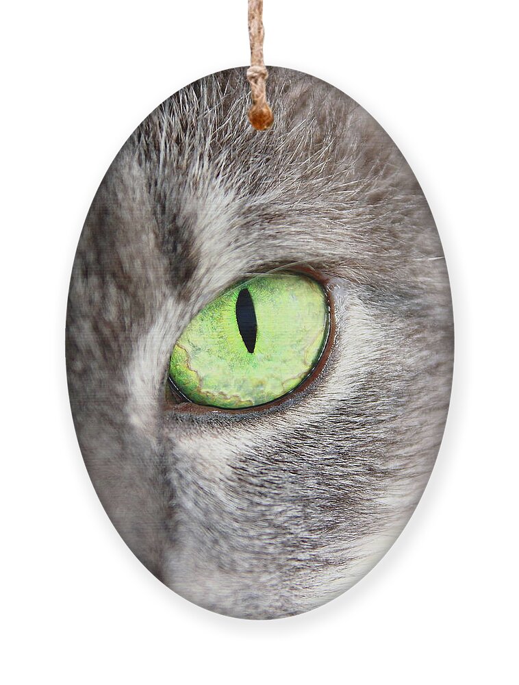 Cat Ornament featuring the photograph Keeping An Eye On You by Lens Art Photography By Larry Trager