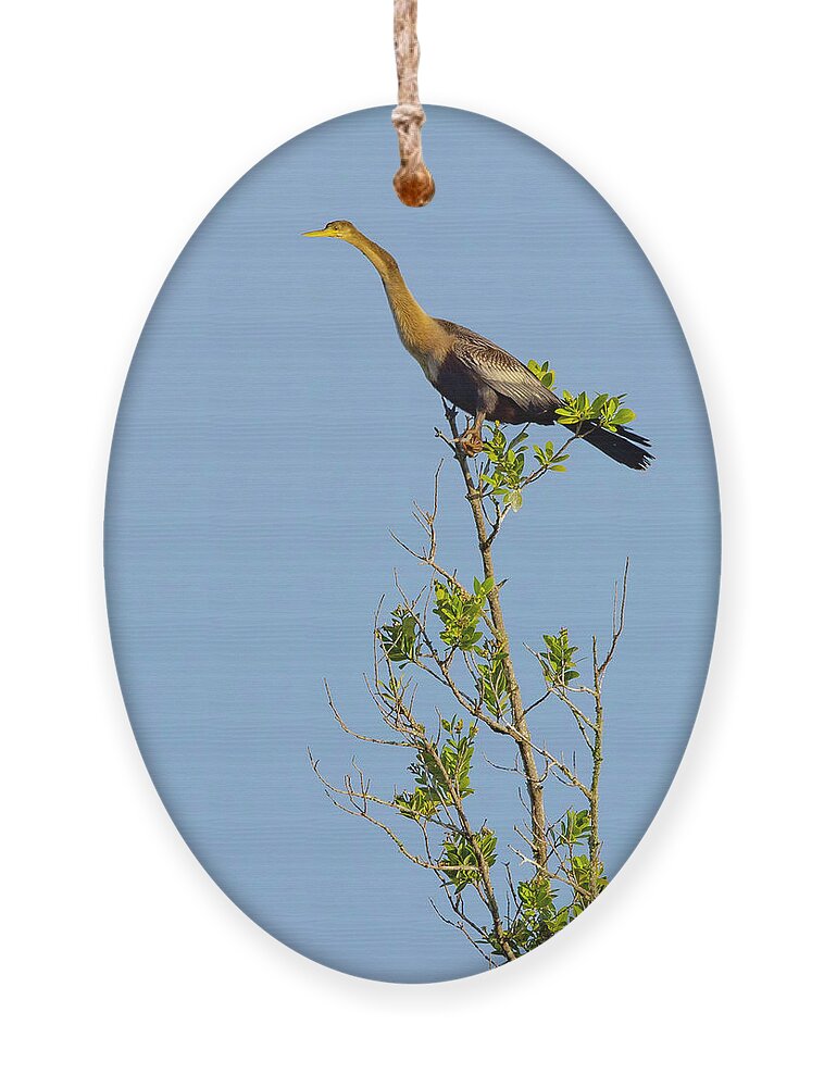 R5-2630 Ornament featuring the photograph King of the Marsh by Gordon Elwell