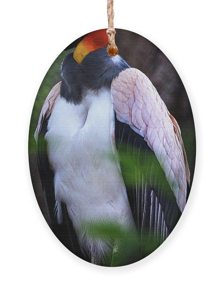 King Ornament featuring the photograph King Vulture by Rene Vasquez