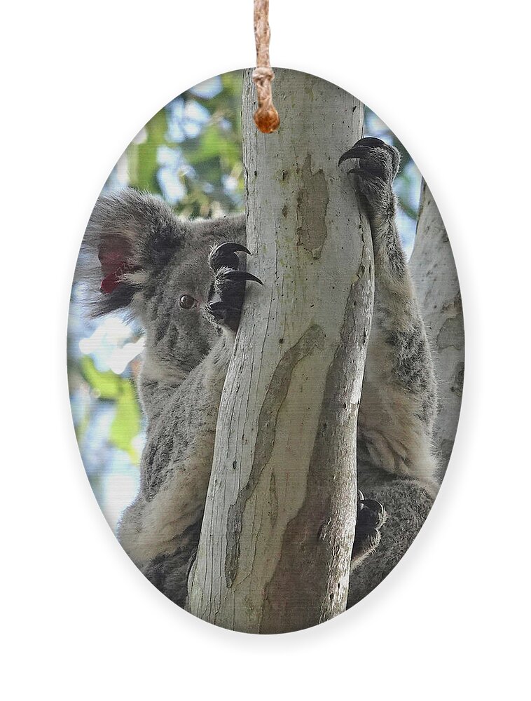 Animals Ornament featuring the photograph Koala Peeking by Maryse Jansen