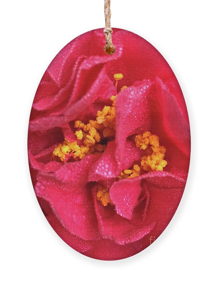 Flowers Ornament featuring the photograph Kramer Supreme Camellia Japonica in Clayton, North Carolina by Catherine Ludwig Donleycott