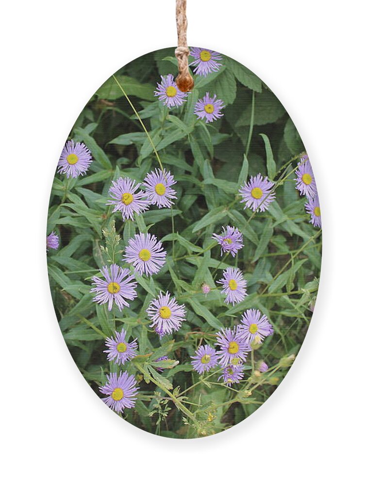 Wildflowers Ornament featuring the photograph La Plata Daisies by Doug Miller