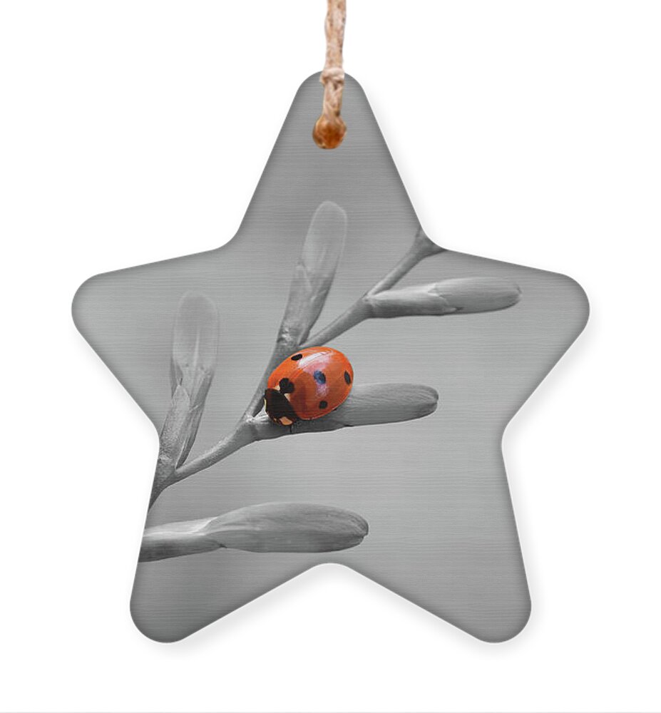 Ladybird Ornament featuring the photograph Ladybird on Crocosmia - Selective Colour by Yvonne Johnstone