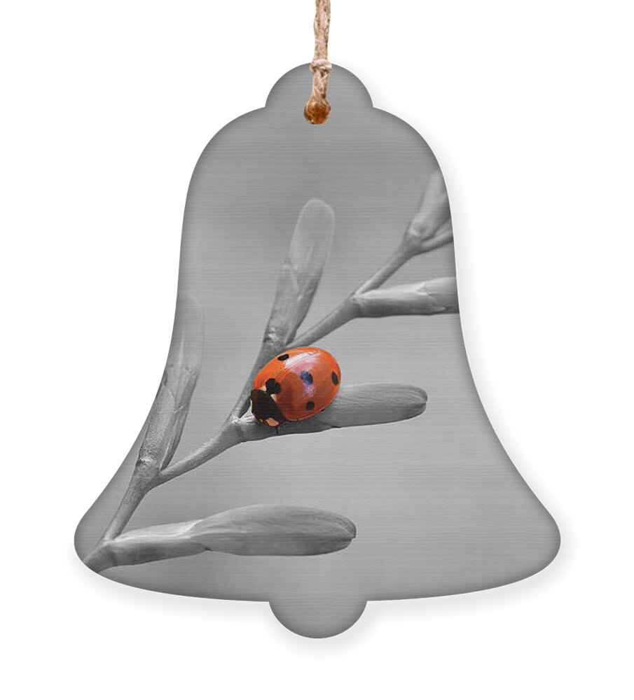 Ladybird Ornament featuring the photograph Ladybird on Crocosmia - Selective Colour by Yvonne Johnstone
