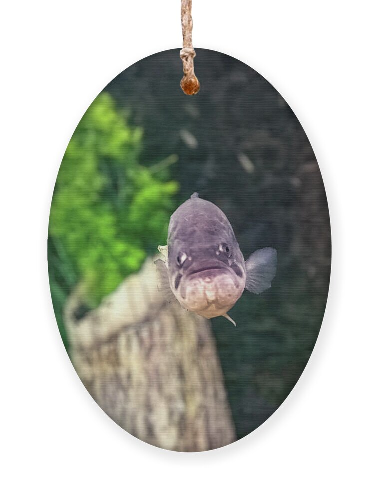 Largemouth Bass Ornament featuring the photograph Largemouth Bass 001 by Flees Photos