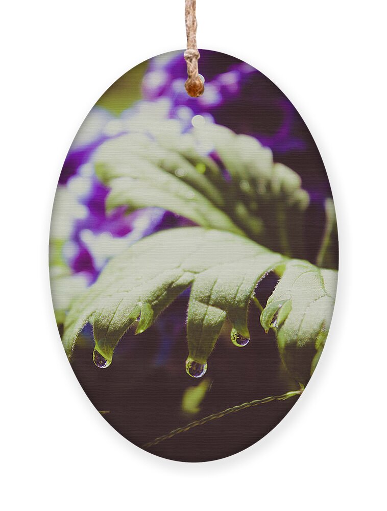 Larkspur Ornament featuring the photograph Larkspur Leaf Water Drops by W Craig Photography