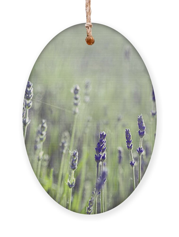 Lavender Ornament featuring the photograph Lavender flower in field by Jelena Jovanovic