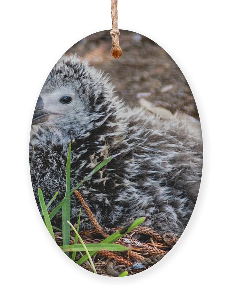 Kauai Ornament featuring the photograph Laysan Albatross Chick IV. by Doug Davidson