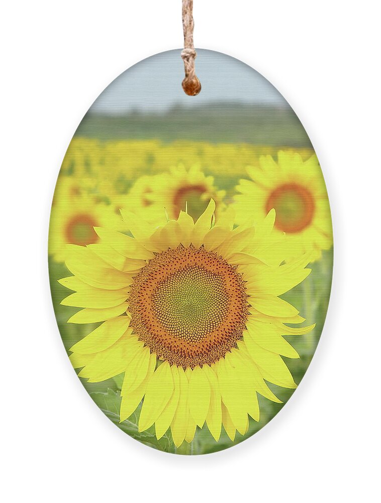Sunflower Ornament featuring the photograph Leader Of The Pack by Lens Art Photography By Larry Trager