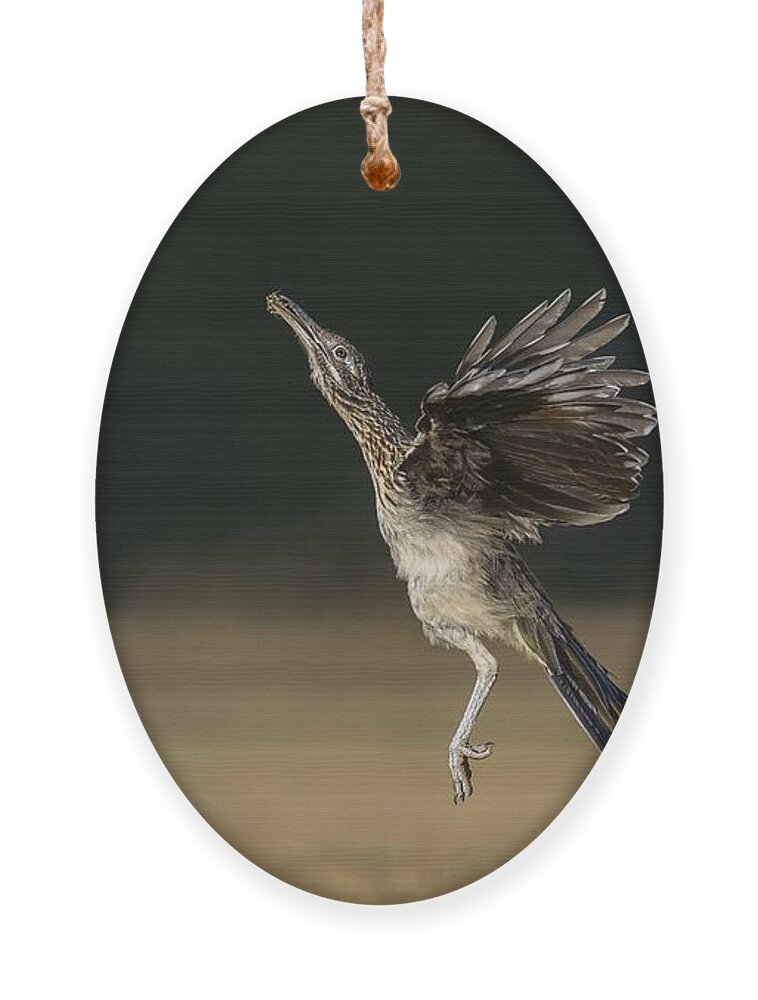 Greater Roadrunner Ornament featuring the photograph Leaping to feed by Puttaswamy Ravishankar