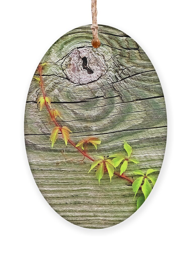 Leaves Ornament featuring the photograph Leaves on Wood by Bob Falcone
