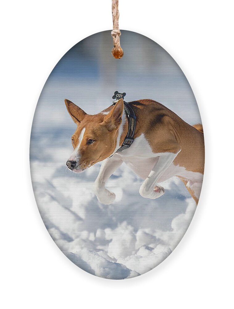 Basenji Ornament featuring the photograph Leo by Dee Potter