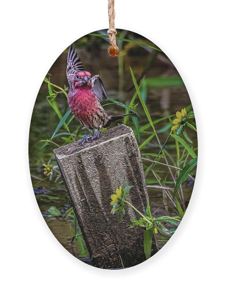 Finch Ornament featuring the photograph Lets Dance by Brian Shoemaker