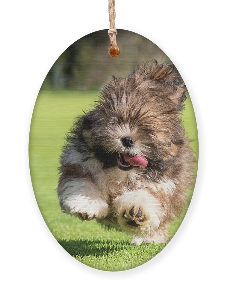 Lhasa Apso Ornament featuring the photograph Cute Lhasa Apso Puppy by Diana Andersen