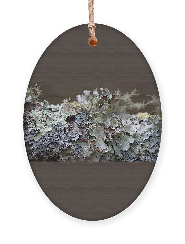 Lichen Ornament featuring the photograph Lichen Sampler by Linda Bonaccorsi