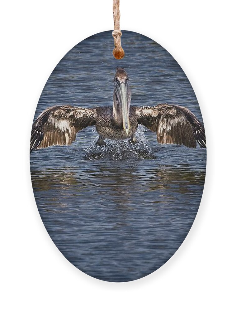 Brown Pelican Ornament featuring the photograph Liftoff by Ronald Lutz