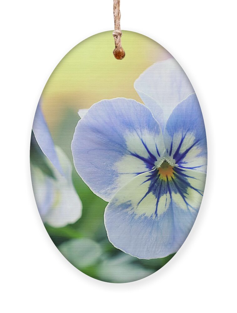 Pansy Ornament featuring the photograph Light Blue Pansy by Maria Meester