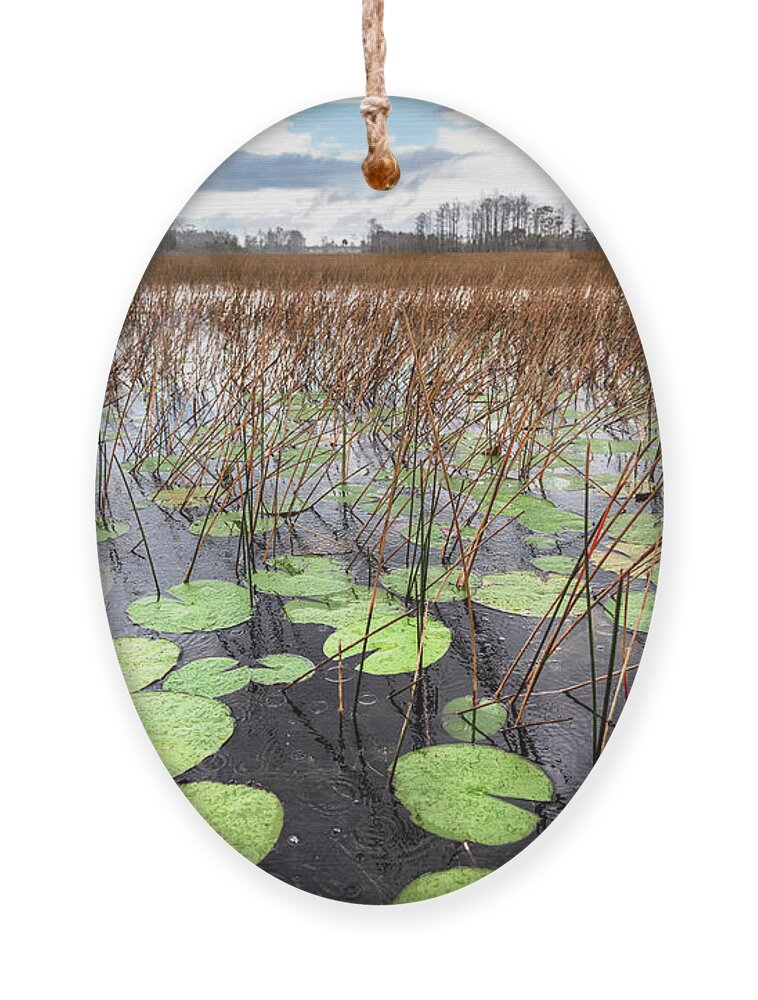 Clouds Ornament featuring the photograph Lilypads Floating in the Rain by Debra and Dave Vanderlaan