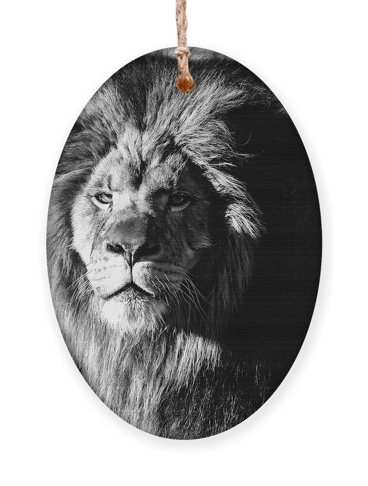 Lion Ornament featuring the photograph Lion portrait BW by Flees Photos