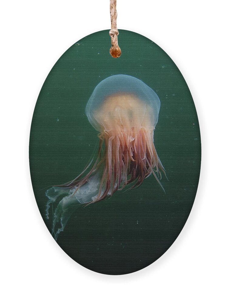 Jellyfish Ornament featuring the photograph Lion's Mane Jellyfish by Brian Weber