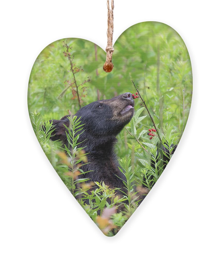 Black Bear Ornament featuring the photograph Little Berry Eater - Black Bear Yearling by Susan Rissi Tregoning