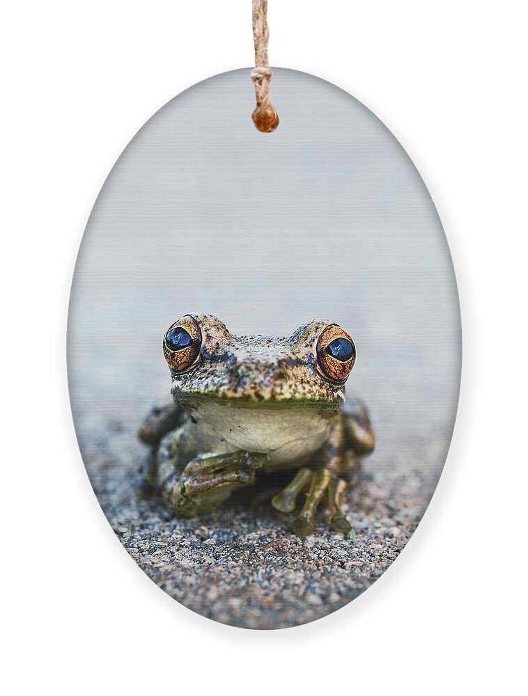 Animal Ornament featuring the photograph Pondering Frog Too by Laura Fasulo