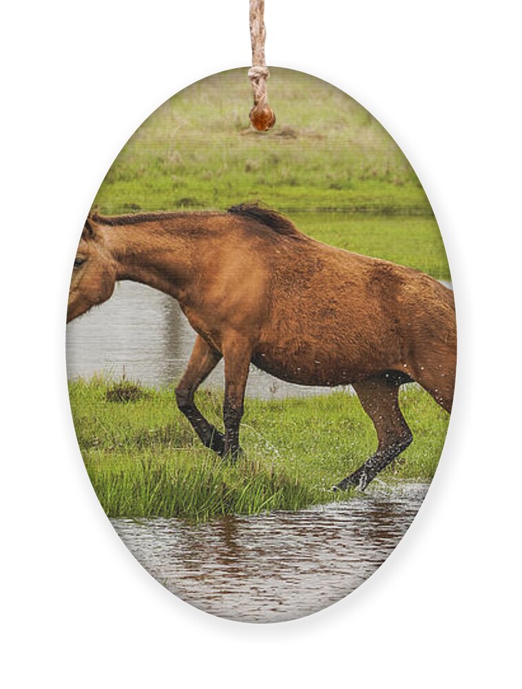 Assateague Ornament featuring the photograph Liz's Serenity by Dale R Carlson