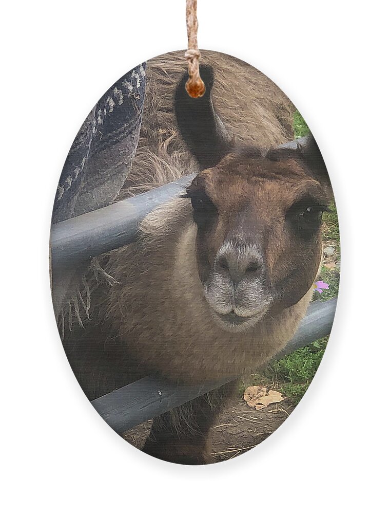Fence Ornament featuring the photograph Llama pen by Grey Coopre