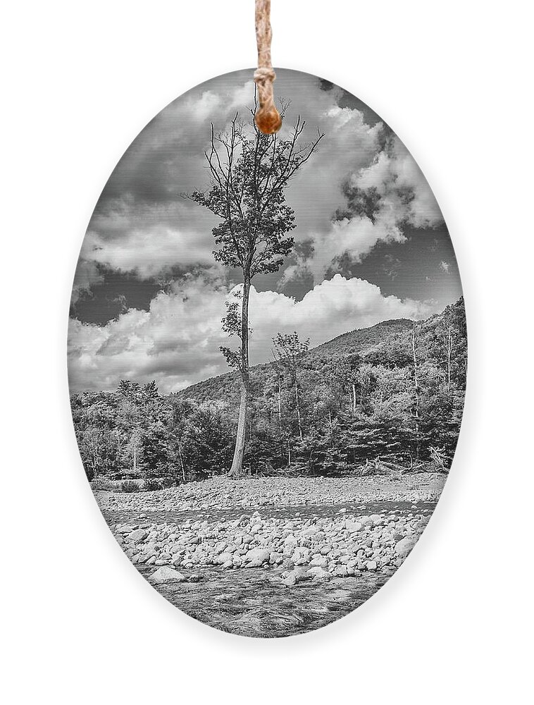 Lone Ornament featuring the photograph Lone Tree by Steven Nelson