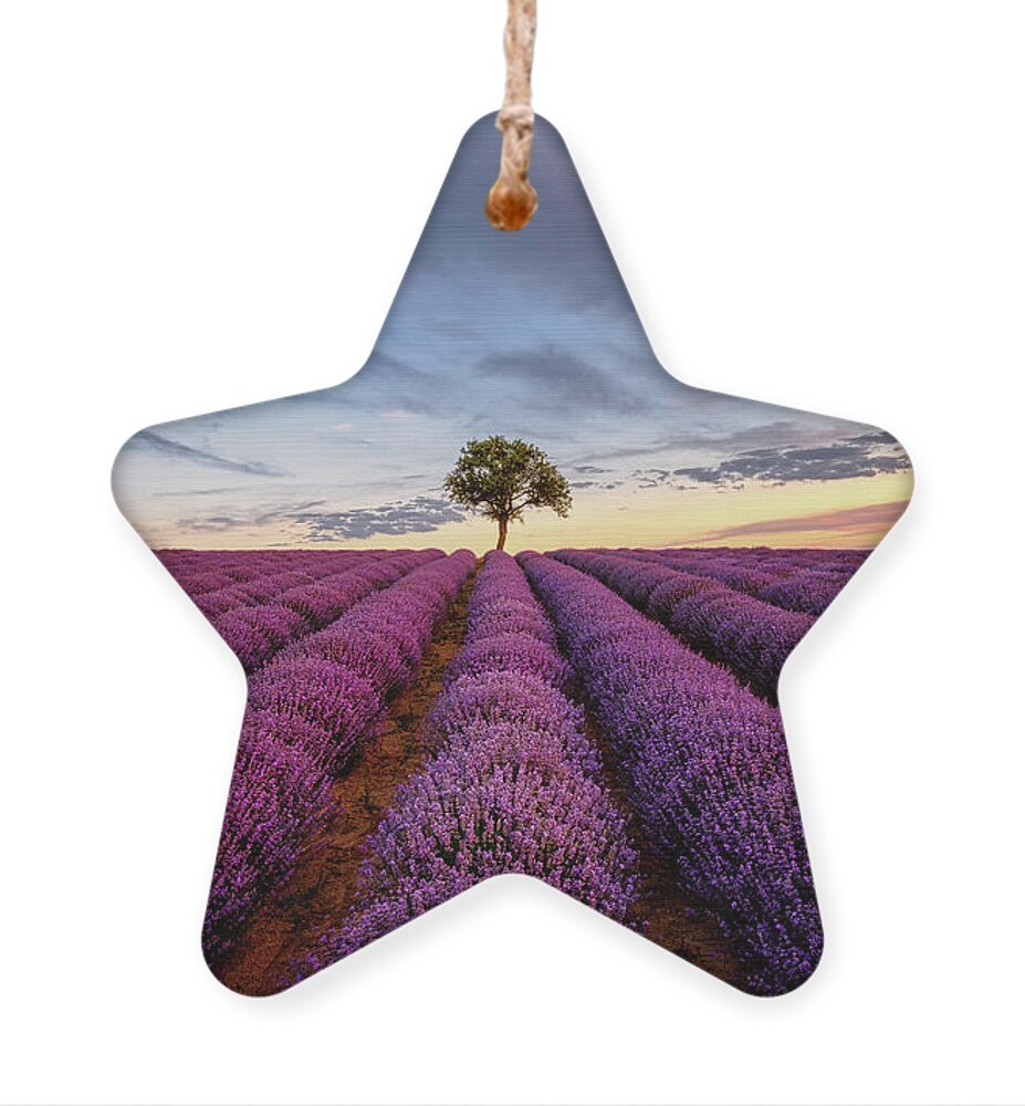 Lavender Ornament featuring the photograph Lonely Tree in a Lavender Field at Sunset by Alexios Ntounas