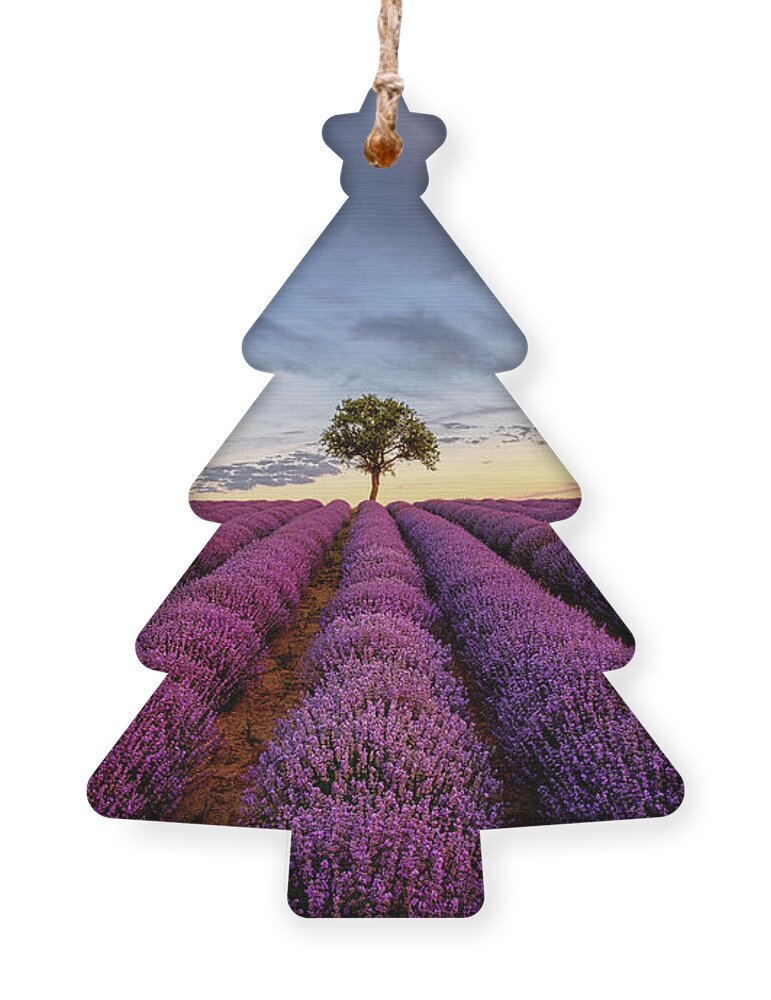 Lavender Ornament featuring the photograph Lonely Tree in a Lavender Field at Sunset by Alexios Ntounas