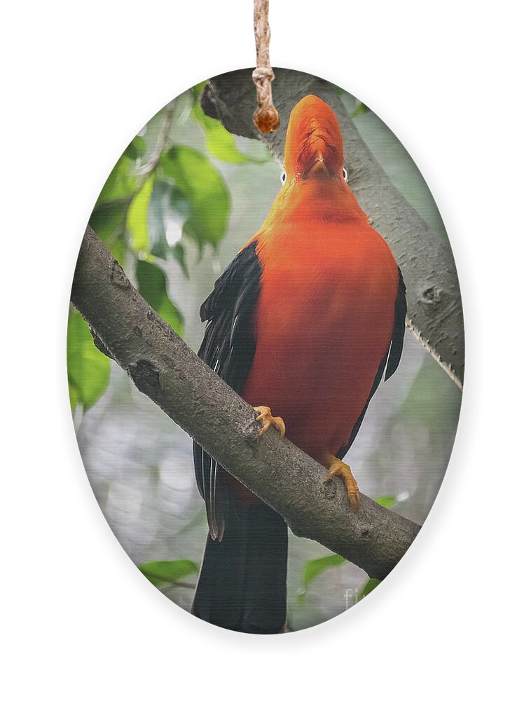 Andean Cock-in-the-rock Ornament featuring the photograph Looking on Both Sides Simultaneously by David Levin