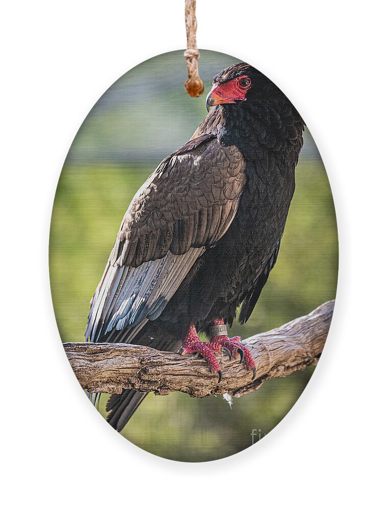 Bird Ornament featuring the photograph Looking Over My Shoulder by David Levin