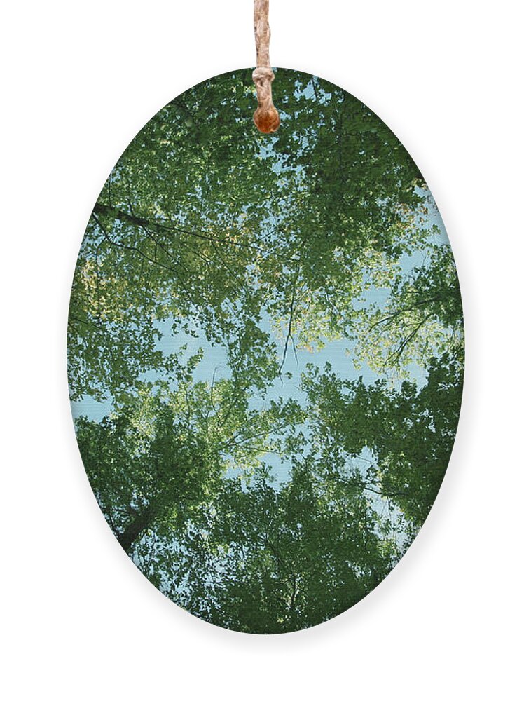 Trees Ornament featuring the photograph Looking Up by Terri Harper