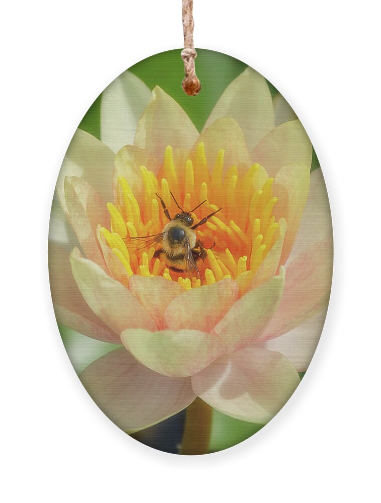 Lotus Ornament featuring the photograph Lotus Flower and Bee by Cate Franklyn