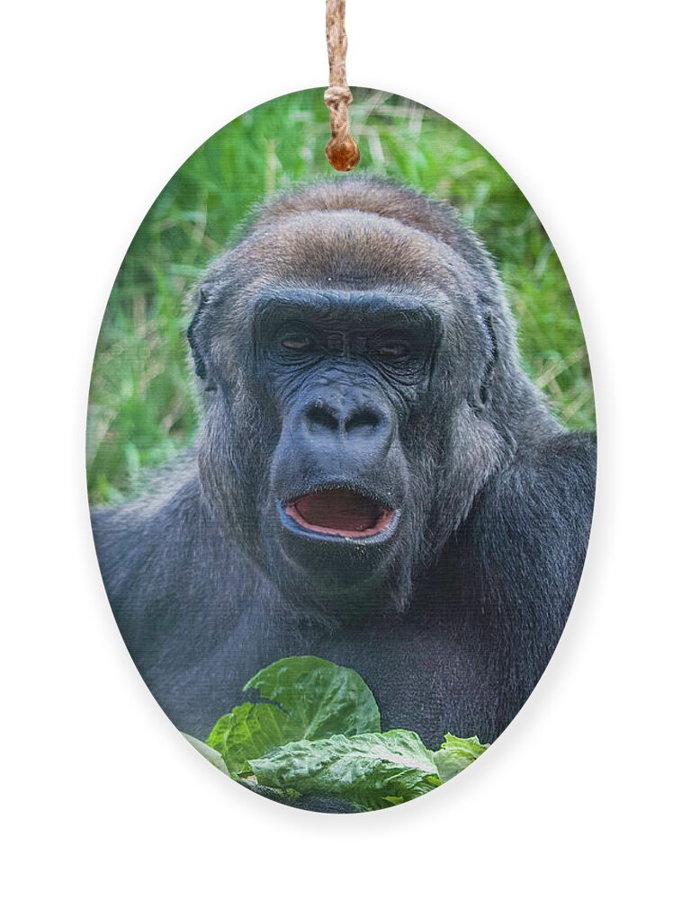 Western Lowland Gorilla Ornament featuring the photograph Lowland Gorilla by Shirley Dutchkowski