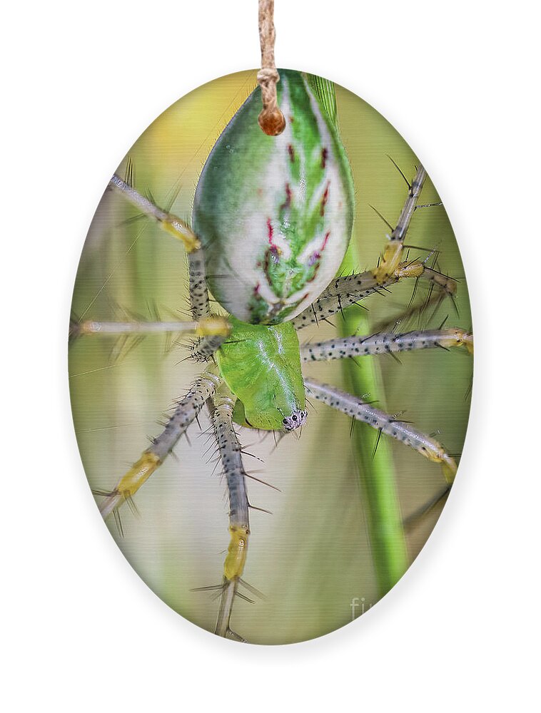 Spider Ornament featuring the photograph Lynx Spider 3 by Al Andersen