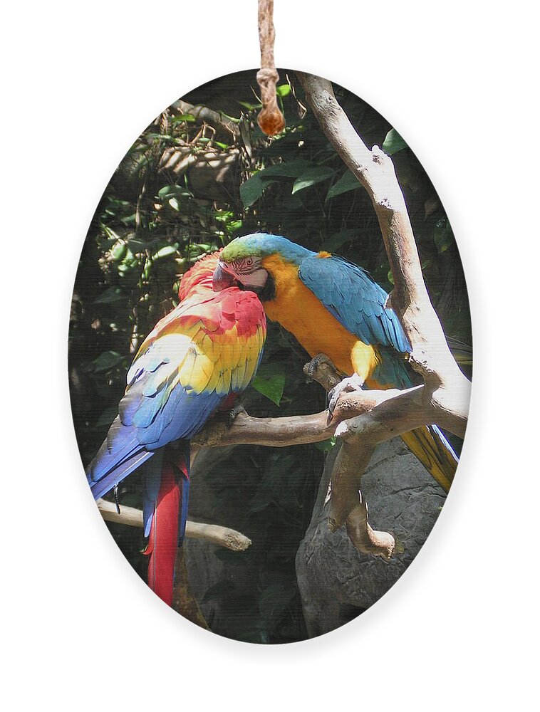  Ornament featuring the photograph Macaw Kiss by Heather E Harman
