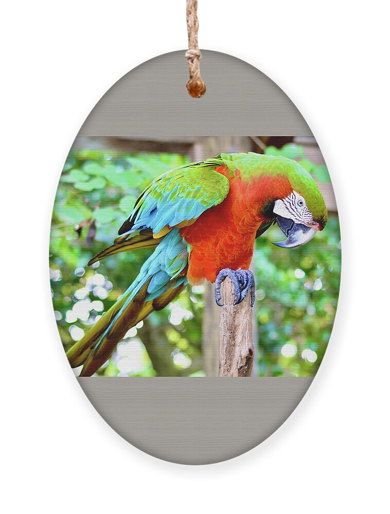 Macaw Parrot Colors Ornament featuring the photograph Macaw Parrot Colors by Warren Thompson