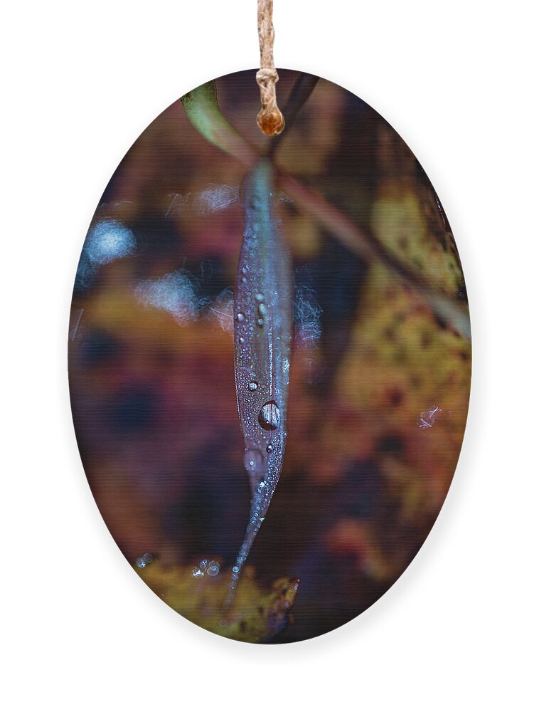 Fall Ornament featuring the photograph Macro Photography - Autumn Water Drops by Amelia Pearn