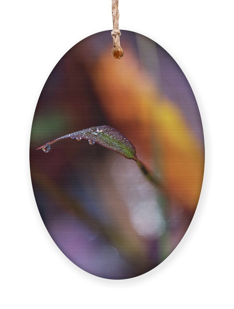 Fall Ornament featuring the photograph Macro Photography - Fall Foliage by Amelia Pearn