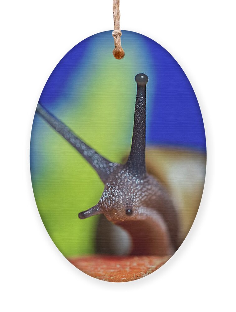 Animals Ornament featuring the photograph Macro Photography - Snail by Amelia Pearn