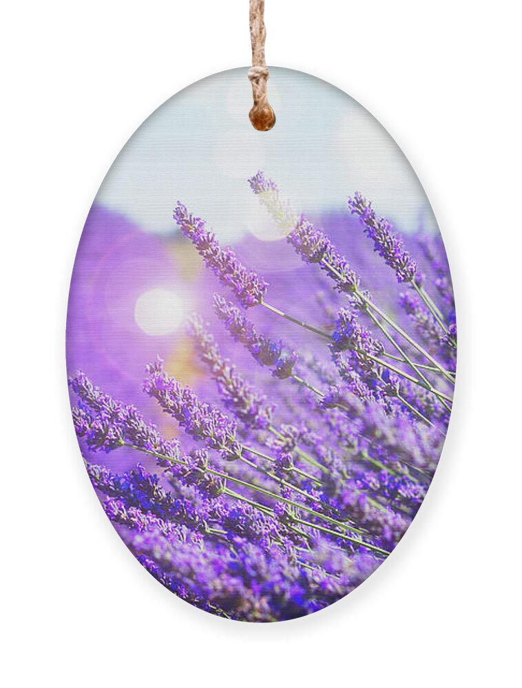 Lavender Ornament featuring the photograph Magic Lavender by Anastasy Yarmolovich