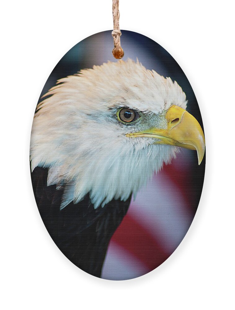 Eagle Portrait Ornament featuring the photograph Majestic Bald Eagle by Wayne Moran