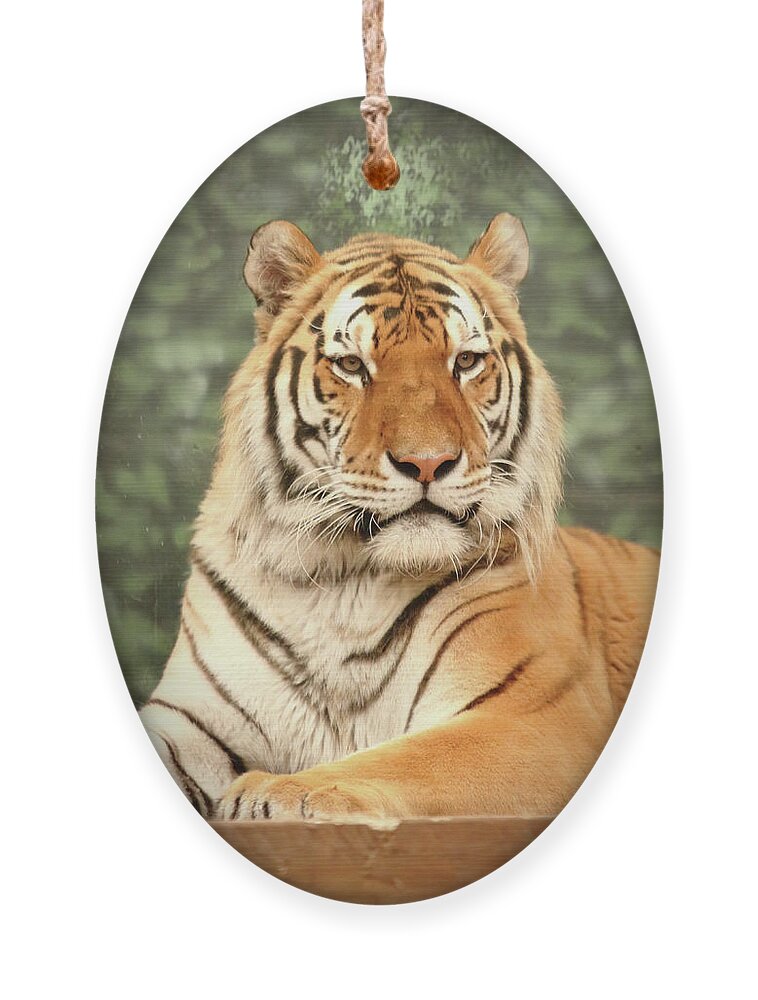 Tiger Ornament featuring the photograph Majestic by Lens Art Photography By Larry Trager