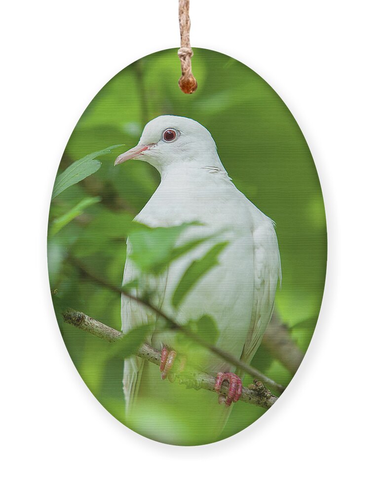 Dove Ornament featuring the photograph Malachi_9828 by Rocco Leone