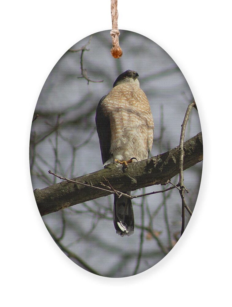 Hawk Ornament featuring the photograph Male Coopers Hawk by Geoff Jewett